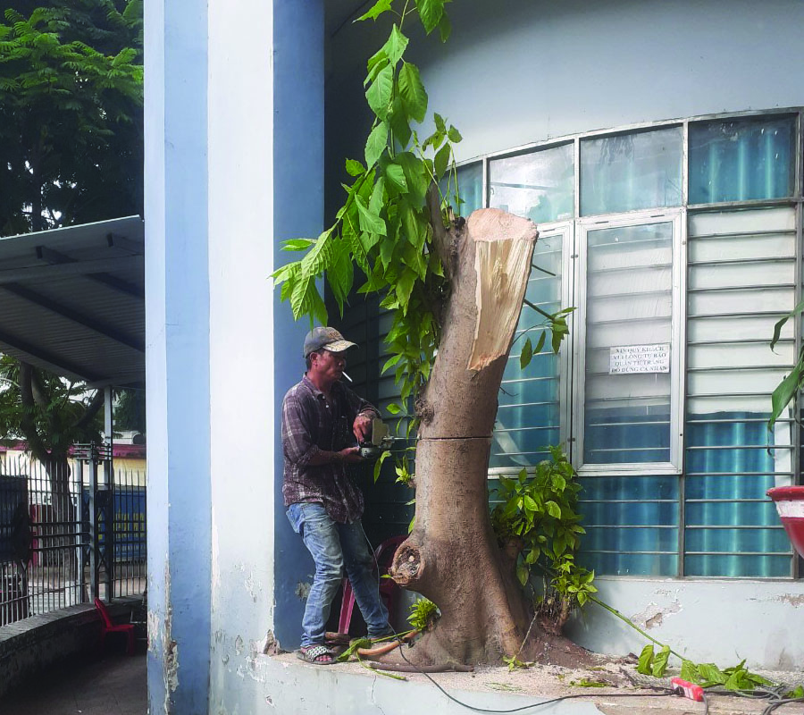 cắt tỉa nhánh cây tại Đồng Nai