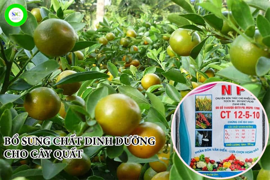 bo-sung-chat-dinh-duong-cho-cay-quat
